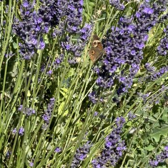 Capay Valley Lavender - Pick Your Own Farms Near Me - Capay, California