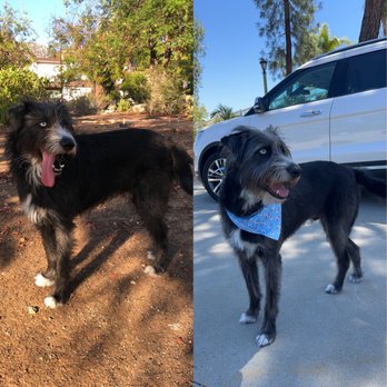Paws Place Grooming - Before and after grooming full body! - Pet Groomers Near Me - Lakeside, California