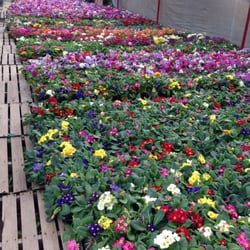 California Nurseries - A bed of colors