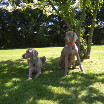 Bed & Biscuit Pet Resort - Pet Boarding Near Me - Westville, Indiana