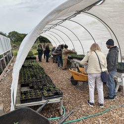 Petaluma Bounty - Hoop houses with plenty of plant starts and herbs