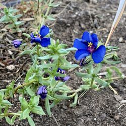 Armstrong Garden Centers