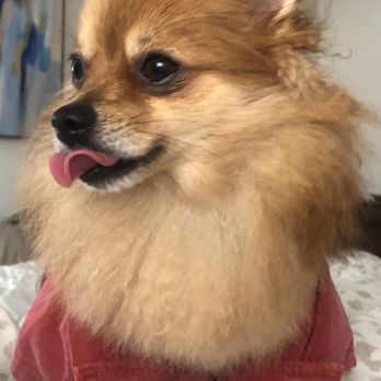 Mr Pet - Feeling sassy with her trimmed nails! - Pet Groomers Near Me - Fountain Valley, California