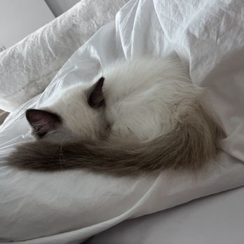 Ragdoll Tales - Naptime - Pet Breeders Near Me - Armonk, New York Ragdoll Tales - Naptime - Pet Breeders Near Me - Armonk, New York