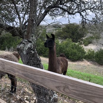 The Shady Llama - Llama - Beer Gardens Near Me - Wimberley, Texas The Shady Llama - Llama - Beer Gardens Near Me - Wimberley, Texas