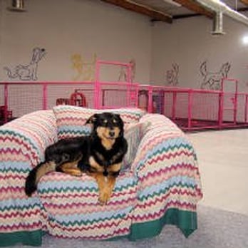 Uppity Pup - Play room - Pet Sitting Near Me - Diamond Springs, California