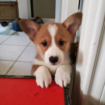 Coupland Veterinary Hospital - Kylie Ann , Rest In Peace , died 3 Sept 2021 after being spayed - Veterinarians Near Me - Coupland, Texas Coupland Veterinary Hospital - Kylie Ann , Rest In Peace , died 3 Sept 2021 after being spayed - Veterinarians Near Me - Coupland, Texas