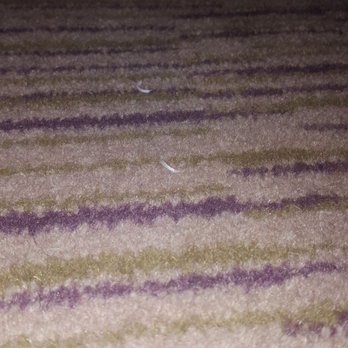Inn At Dromoland - Fingernails on our carpet... - Hotels Near Me - Fergus, CE