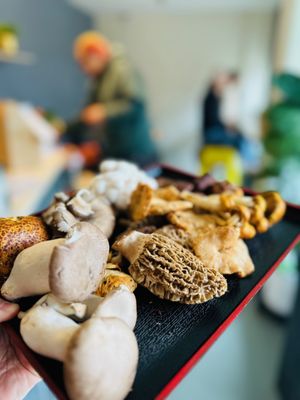 THE mushroom shop by null