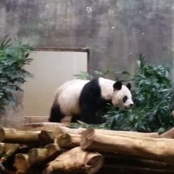 海洋公園香港賽馬會大熊貓園 - An An