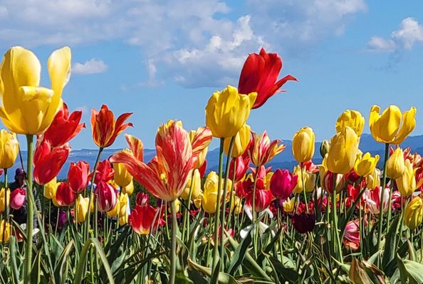 Wooden Shoe Tulip Farm by null