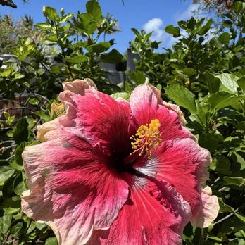 Makai Massage & Bodywork - Lovely garden! - Massage Near Me - Lahaina, Hawaii Makai Massage & Bodywork - Lovely garden! - Massage Near Me - Lahaina, Hawaii