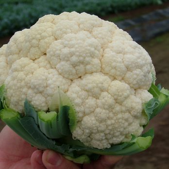 Twilley Seed Co - Cauliflower Fujiyama - Home & Garden Near Me - Hodges, South Carolina