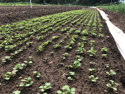 Willowsford Farm by null