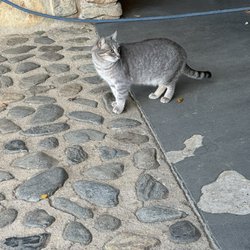 Club de Golf Peralada - Resident Cat will greet you by the carts . My favorite part of the course