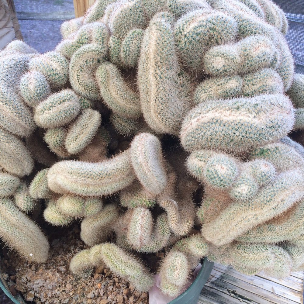 B & B Cactus Farm - Crazy! - Nurseries & Gardening Near Me - Tucson, Arizona B & B Cactus Farm - Crazy! - Nurseries & Gardening Near Me - Tucson, Arizona