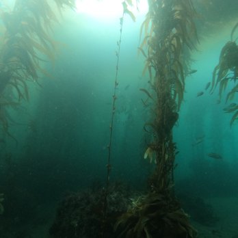 Cal Boat Diving - Snorkeling Near Me - Ventura, California Cal Boat Diving - Snorkeling Near Me - Ventura, California