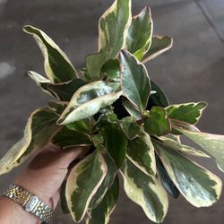 Three Moons Houseplants