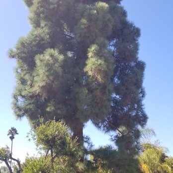 Master Tree Services - Tree Services Near Me Master Tree Services - Tree Services Near Me