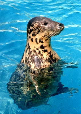 Biarritz Aquarium by null