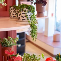Saville Flowers & Gifts - You can find lots of petite and large houseplants at Saville!