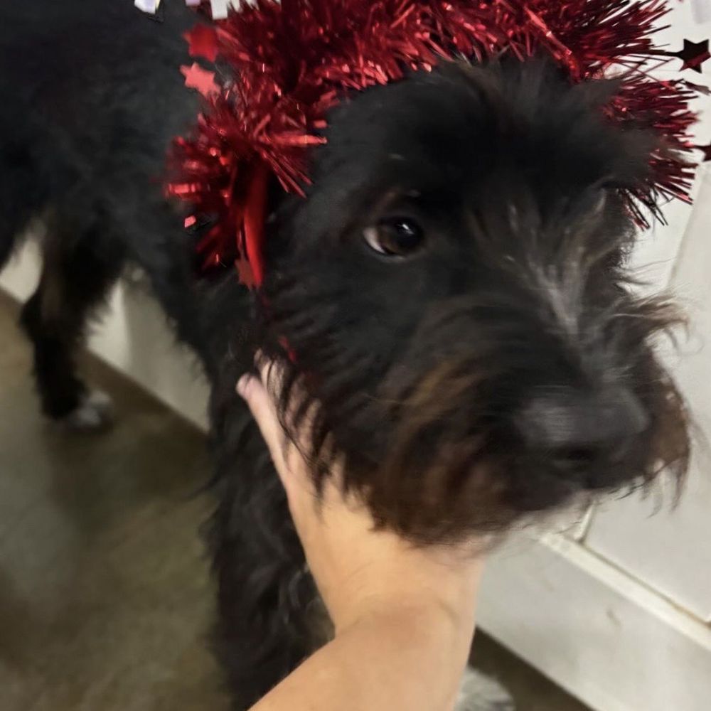 Simi Valley Pet Resort - July 4th at SVPR! - Pet Boarding Near Me - Simi Valley, California Simi Valley Pet Resort - July 4th at SVPR! - Pet Boarding Near Me - Simi Valley, California