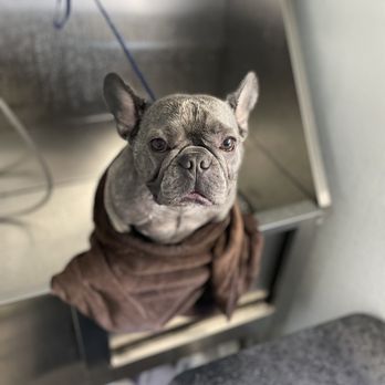 Doggy Stylz Mobile Grooming - Pet Groomers Near Me Doggy Stylz Mobile Grooming - Pet Groomers Near Me