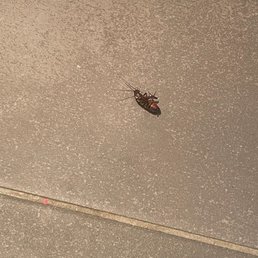 After they would spray, I would find more roaches half alive on the floor. This happened more times than I can count. After they would spray, I would find more roaches half alive on the floor. This happened more times than I can count.