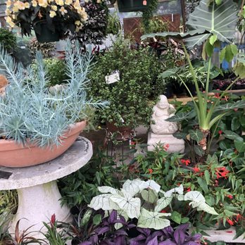 New Roots Landscaping - a variety of plants in pots - Landscaping Near Me - Houston, Texas New Roots Landscaping - a variety of plants in pots - Landscaping Near Me - Houston, Texas