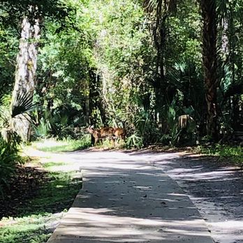 Kelly Park - Deer!! - Hiking Near Me - Apopka, Florida Kelly Park - Deer!! - Hiking Near Me - Apopka, Florida