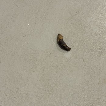 Parc at Grandview - Dog poop in hallway - Apartments Near Me - Birmingham, Alabama Parc at Grandview - Dog poop in hallway - Apartments Near Me - Birmingham, Alabama
