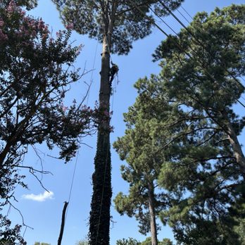 Treegorilla Tree Care Experts - After a few hours taking down branches. - Tree Services Near Me - Lonoke, Arkansas Treegorilla Tree Care Experts - After a few hours taking down branches. - Tree Services Near Me - Lonoke, Arkansas