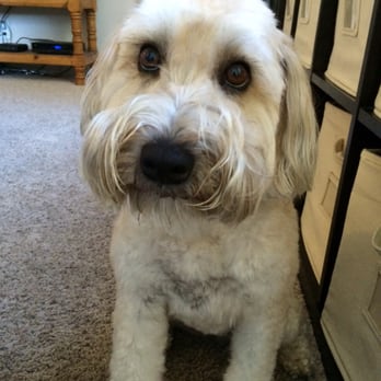 The Bone Adventure - Sweet puppy. - Pet Groomers Near Me - Costa Mesa, California The Bone Adventure - Sweet puppy. - Pet Groomers Near Me - Costa Mesa, California