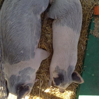 Galloping Goat Pumpkin Patch - Big pigs :) - Pumpkin Patches Near Me - Rio Rancho, New Mexico