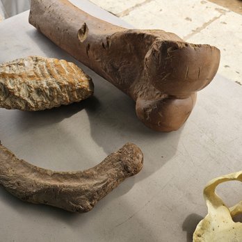 Waco Mammoth National Monument - Museums Near Me - Waco, Texas Waco Mammoth National Monument - Museums Near Me - Waco, Texas