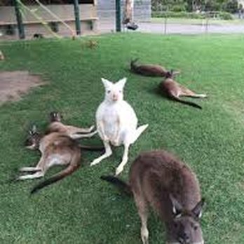 Glenforest Tourist Park - Travel Services Near Me - Green Patch, SA