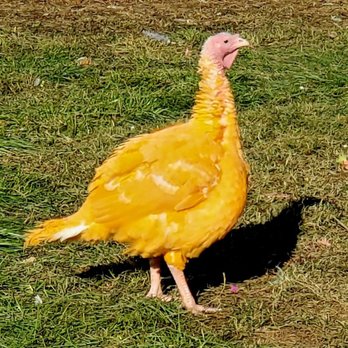 Gozzi's Turkey Farms - Farms Near Me - Guilford, Connecticut