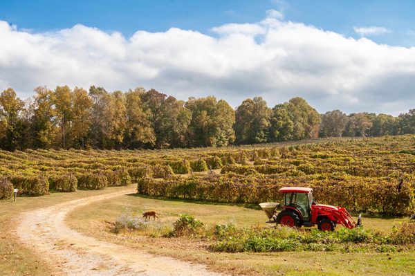 Cartecay Vineyards by null