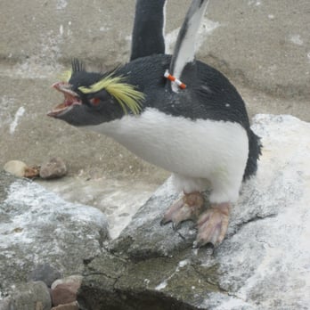 Edinburgh Zoo - Zoos Near Me - Edinburgh, EDH