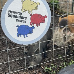 Pigsburgh Squealers