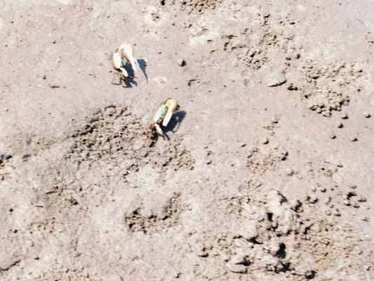 Sea Rim State Park by null