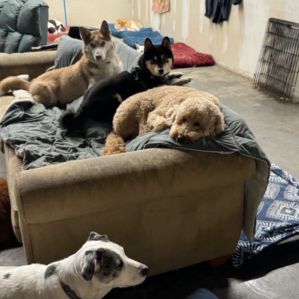 Andy's Boarding Place - Shinji's favorite spot! - Pet Boarding Near Me - San Carlos, California Andy's Boarding Place - Shinji's favorite spot! - Pet Boarding Near Me - San Carlos, California