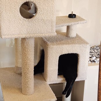 Coffee Cats - So many cat trees and platforms and cat toys. - Pet Adoption Near Me - West Des Moines, Iowa