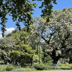 Carlton Gardens
