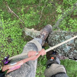 Blue Collar Tree Service