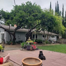 Trimmed away from the roof :)