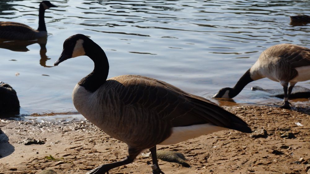 BRANSON LAKESIDE RV PARK 25 Photos & 11 Reviews 300 S Boxcar Willie Dr, Branson, MO Yelp