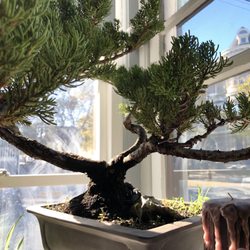 Bonsai of Napa Valley