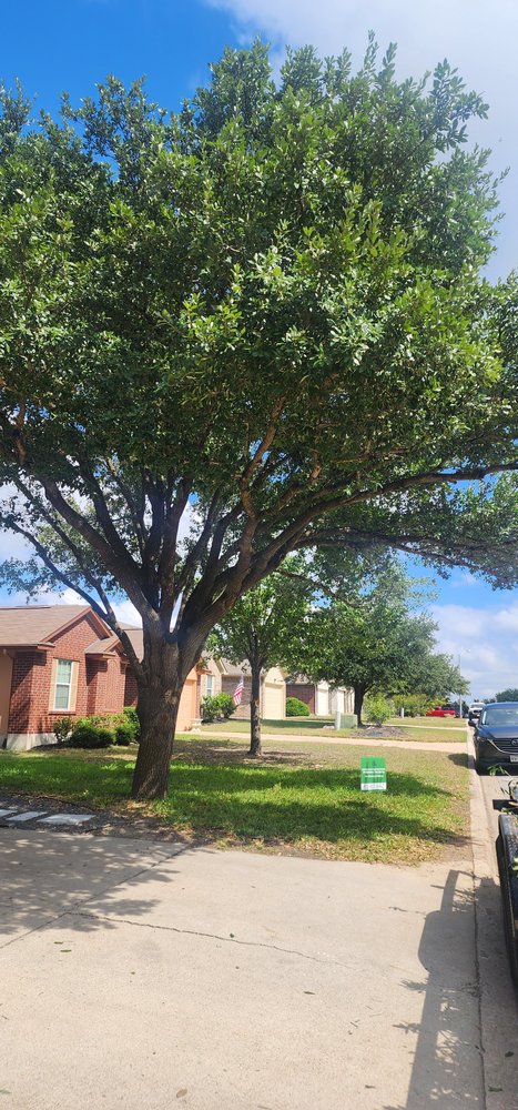 Slide of Gladiator Tree Experts & Landscaping