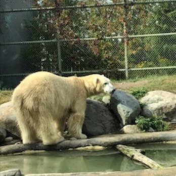 Toronto Zoo - Polar Bear - Zoos Near Me - Toronto, Ontario Toronto Zoo - Polar Bear - Zoos Near Me - Toronto, Ontario